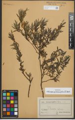 Foto von Salix repens subsp. rosmarinifolia (L.) Andersson